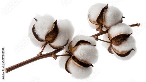 Quadro su tela Cotton bolls on branch with brown seed pods and white fluffy fibers