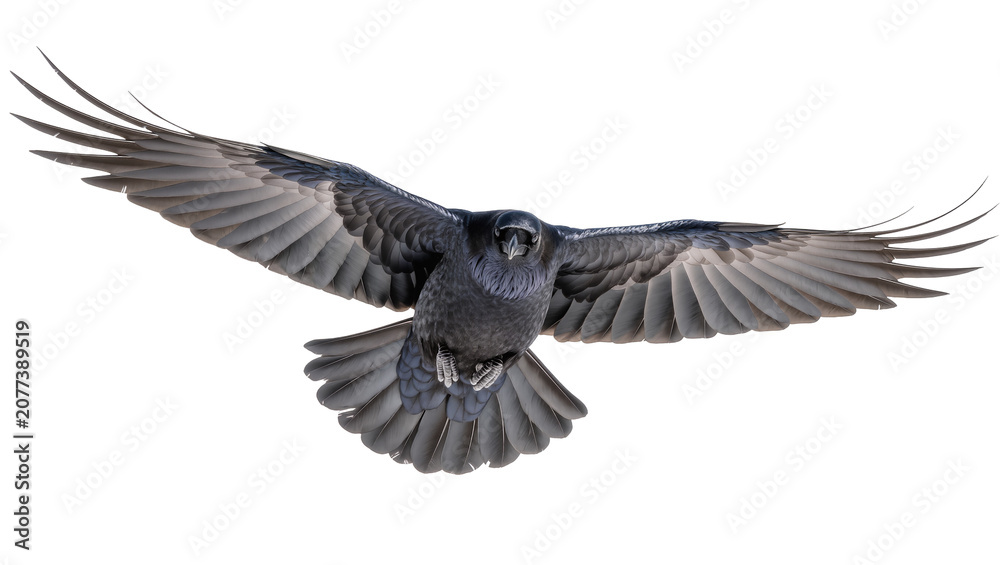 Naklejka premium Raven bird with wings spread wide in flight