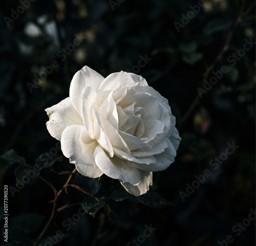 white rose on black background