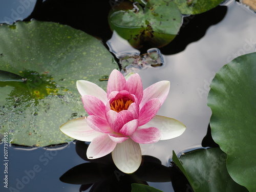 Fotografie 花　 植物 　池　 flowers plants ponds