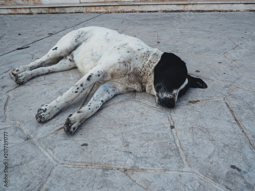 Lovely dog Sinai peninsula Sharm El Sheikh Sinai mountain