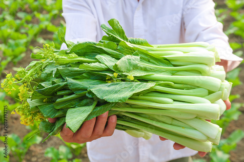 Foto Fresh Green Chinese Vegetables Harvest - Farmer Holding Seasonal Leafy Greens fr