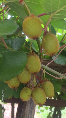 fresh kiwi fruits ripening on a vine tree in a lush green orchard, showcasing organic growth, nature's harvest cycle, and vibrant agricultural scenery