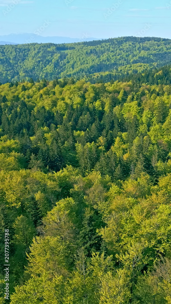 Obraz premium A sweeping aerial view captures a lush, green forest, showcasing dense trees stretching into the horizon. The serene landscape, dominated by vibrant greenery, exudes tranquility under a clear sky.