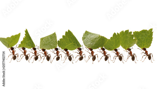 Fotografie Line of ants carrying green leaves