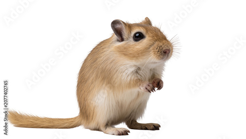 Photos Small gerbil rodent with light brown fur standing on hind legs