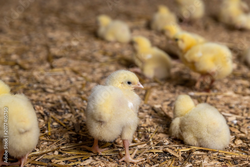 Quadro em tela chickens in yellow fluff at a poultry farm , yellow small chickens covered with