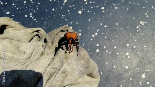Red palm weevil beetle opening its wings on a piece of cloth against a blue background