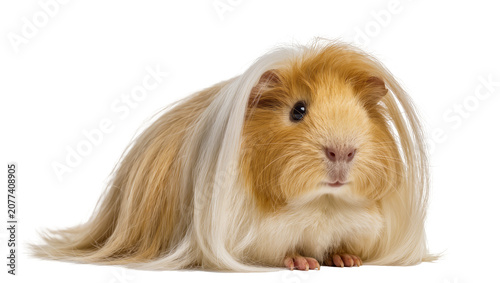 Fotografía Long-haired guinea pig with golden and white fur