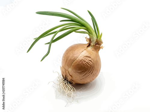 onions on a white background