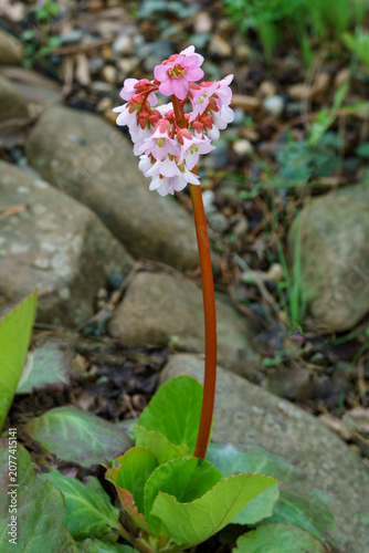 Cluster of delicate pink bergenia crassifolia 'Hidenuspe' flowers with red stems, standing out against blurred natural background, highlighting their soft petals and gentle color