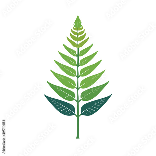 Flat illustration of a fern leaf on transparent background