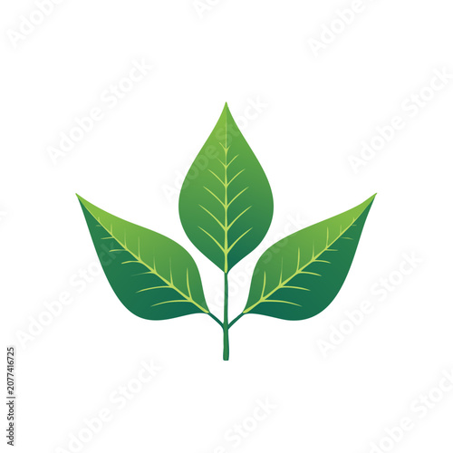 Three Green Leaves Vector Illustration