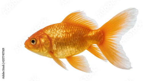 Obraz na plátně Orange goldfish swimming detailed scales, flowing fins