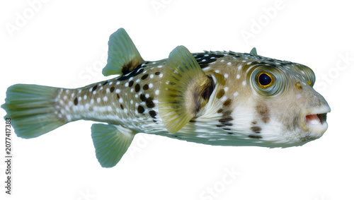 Tableau sur toile Spotted Pufferfish with Open Mouth and Fins Extended