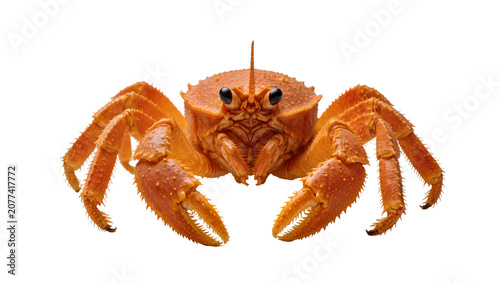 Принти на полотні Orange spiky crab with large claws and black eyes