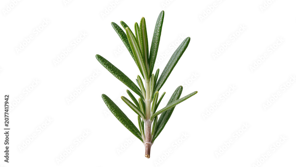 Obraz premium Fresh rosemary sprig with green needle-like leaves