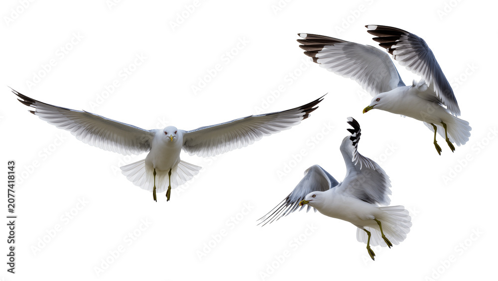 Obraz premium Three seagulls in flight white and gray feathers, yellow beaks