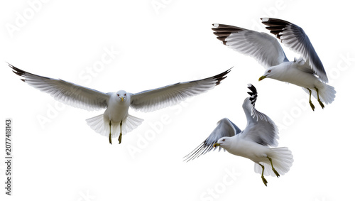 Canvastavla Three seagulls in flight white and gray feathers, yellow beaks