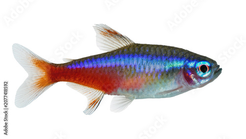 Принти на полотні Neon Tetra fish with vibrant blue and red body stripes