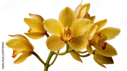 Foto Yellow Cymbidium Orchid Flowers Branch