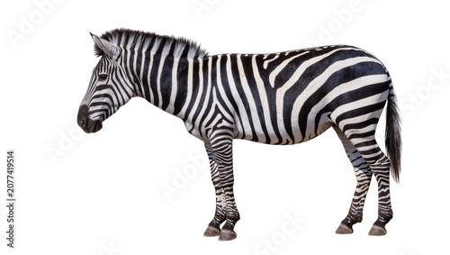 Quadro su tela Zebra standing profile view black and white stripes