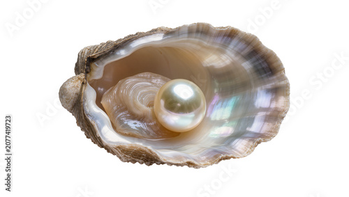 Photos Oyster shell with iridescent interior holding a single lustrous pearl