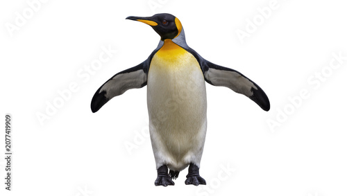 Fotografie King penguin with wings spread wide, facing forward