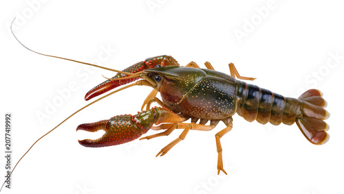 Φωτογραφία Red clawed crayfish with green carapace and orange legs