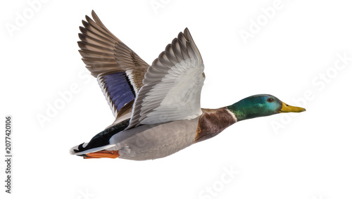 Фотография Mallard duck bird flying with wings spread