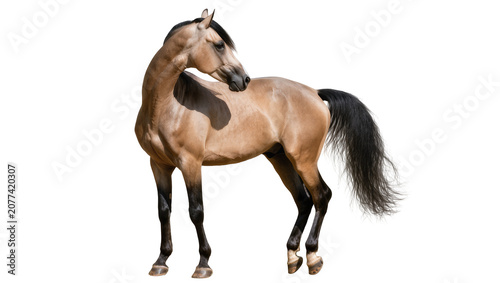 Foto Buckskin horse with black mane and tail standing