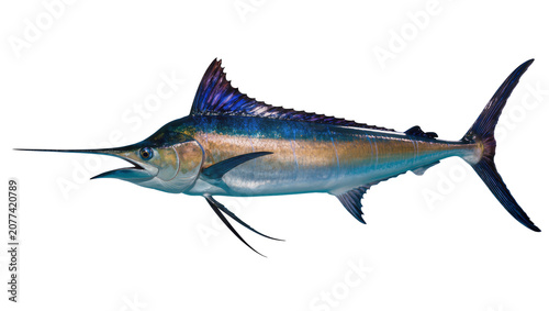 Fotografija Blue Marlin Fish with Spear-like Bill and Dorsal Fin