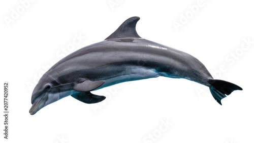 Canvastavla Gray dolphin swimming with streamlined body and fins