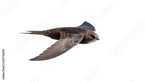 Foto Swift bird in flight with wings spread