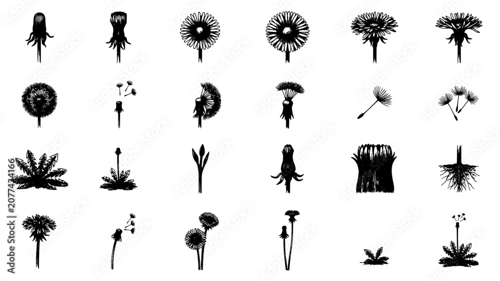 Obraz premium Dandelions in Various Stages of Growth and Seed Dispersal, Black and White Illustration Featuring Dandelion, Plant, Flower