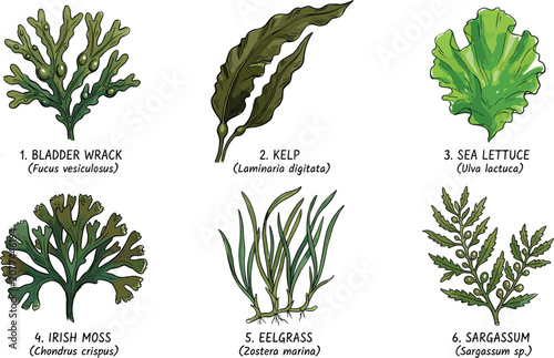 Bild auf Leinwand Types of Seaweed and Marine Plants Vector Set Featuring Bladder Wrack Kelp Sea L