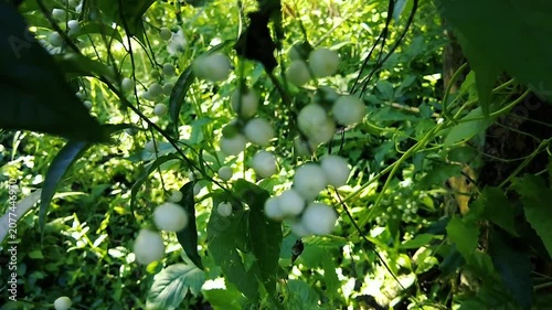 Clusters of small round white berries growing on wild green vines in a forest