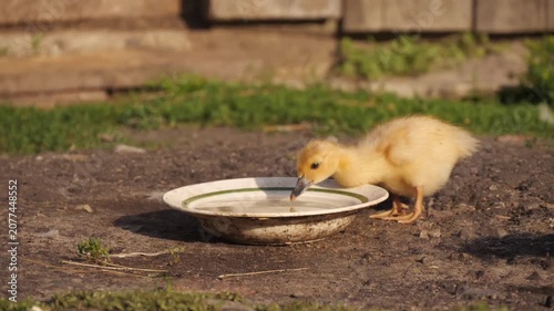 A small kitten drinks water.