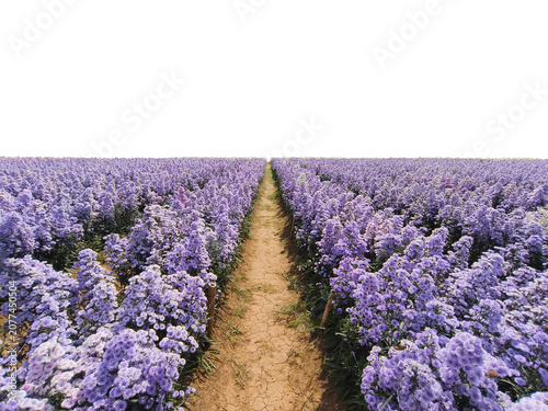 Natural footpath and violet Marguerite flowers field isolated, PNG.
