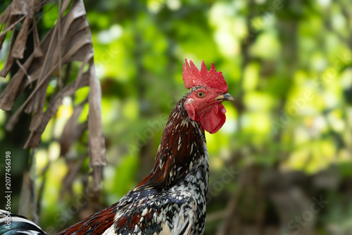 Canvastavla Colorful Rooster Portrait in Natural Green Garden with Blurred Background