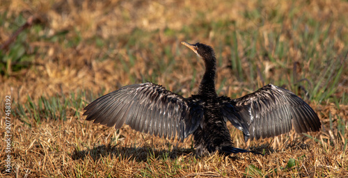 a reed cormorant drying its flight feathers in the sun after a foraging cession in the water