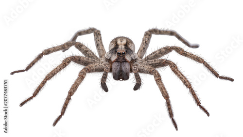 Canvastavla Hairy brown spider with eight legs spread wide