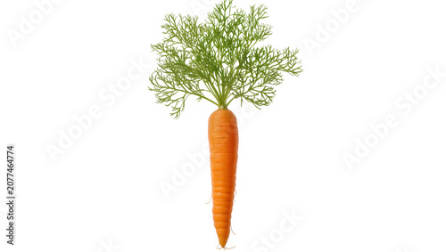 Obraz na plátně Fresh orange carrot with green feathery leaves