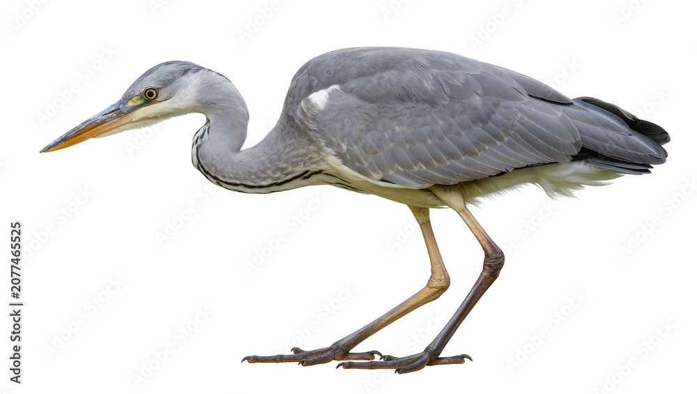 Fototapeta premium Grey Heron bird profile view with long beak and legs