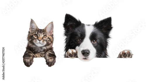 Fotografía Maine Coon kitten and Border Collie dog peeking over edge