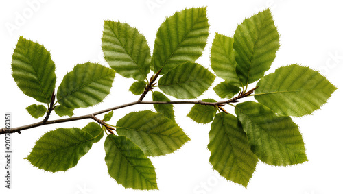Quadro su tela Green beech tree branch with serrated leaves