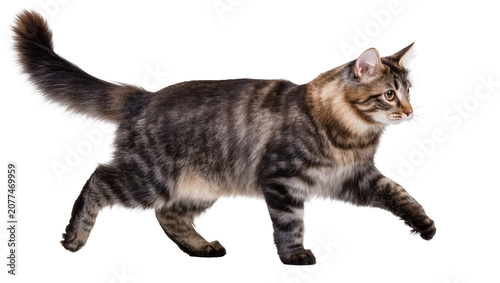 Tableau sur toile Tabby cat walking with striped fur and bushy tail