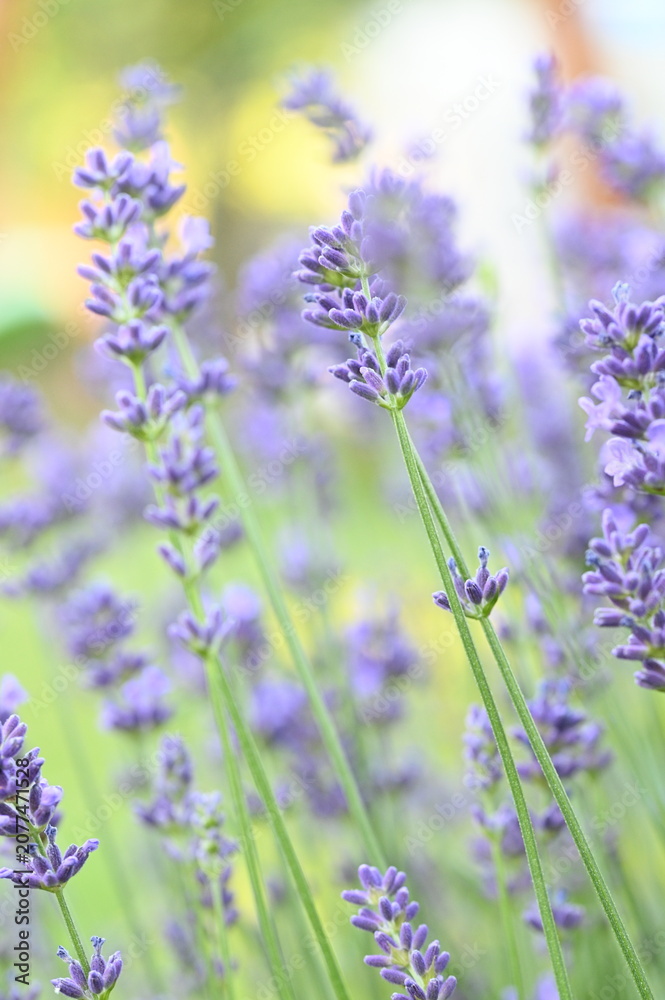 Obraz premium Blooming lavender flowers against a lush green background, captured in natural daylight. The image highlights vibrant purple blossoms, fresh greenery, and a peaceful garden atmosphere.