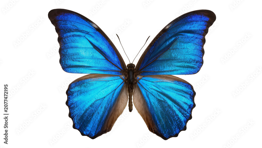 Fototapeta premium Blue Morpho Butterfly with Iridescent Wings