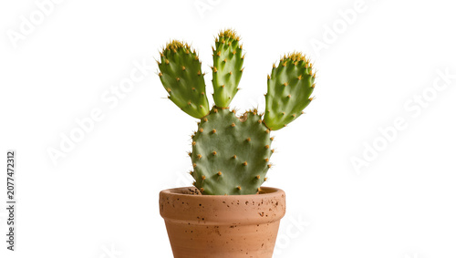 Quadro su tela Prickly pear cactus in terracotta pot